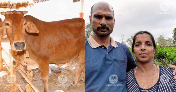 Udderly deceived: Kerala dairy farmer wins landmark consumer case after cow promised 18 litres gave only 2