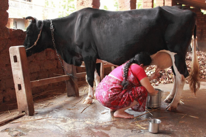 Rajasthan’s rise in milk production