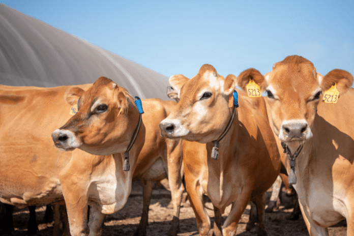 Dairy Cow