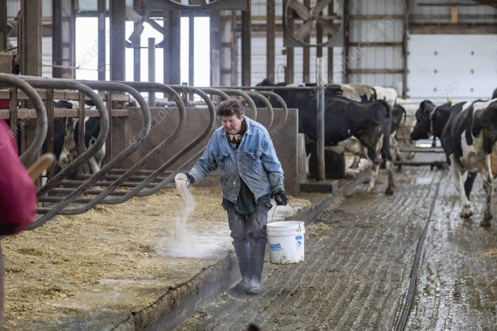 US Dairy