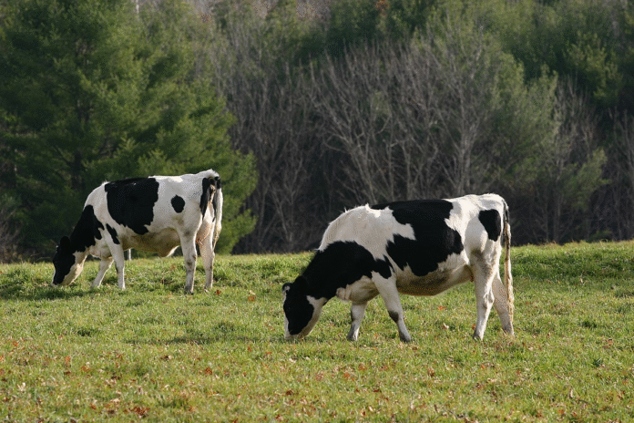 Targeted support breathes new life into cattle, dairy industries
