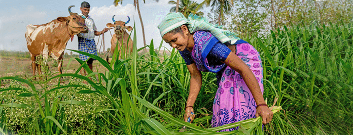 Boost Milk Yields & Climate Resilience: The Power of Fodder Flow Planning for Smallholder Farmers