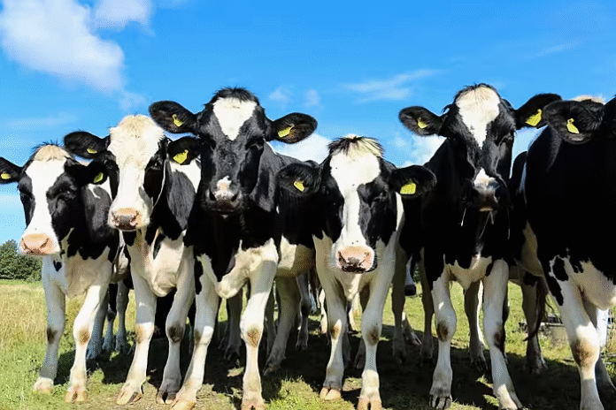 Dairy Duty: Indonesia Presses Businesses To Find A Million Cows