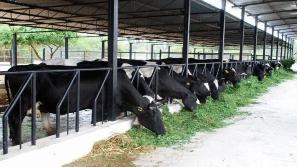 Dairy Business