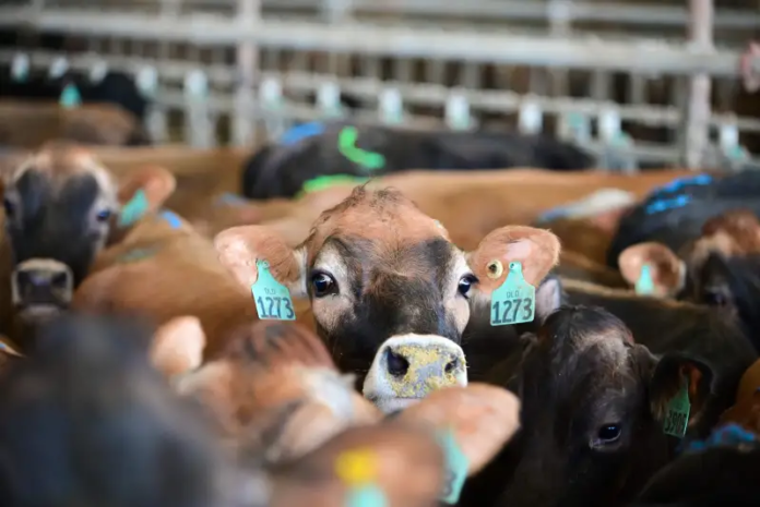Dairy’s Acceleration in Butterfat and Protein Production
