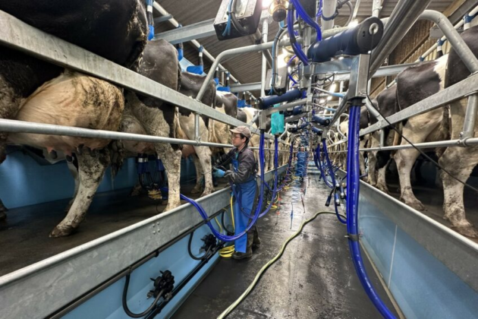 dairy labour efficiency on-farm