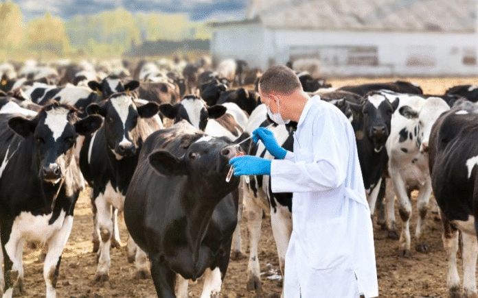 Greek Dairy Farmers Struggle as Costs Rise