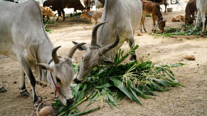 India’s Dairy Industry: Climate Adaptation as a Market Opportunity