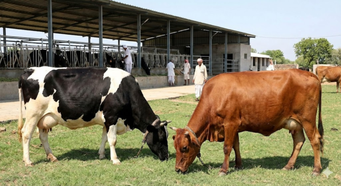 Bovine Intervention: India Bets on ‘Super Cows’ Karan Fries and Vrindavani to Boost Dairy Output Bovine Intervention: India Bets on ‘Super Cows’ Karan Fries and Vrindavani to Boost Dairy Output