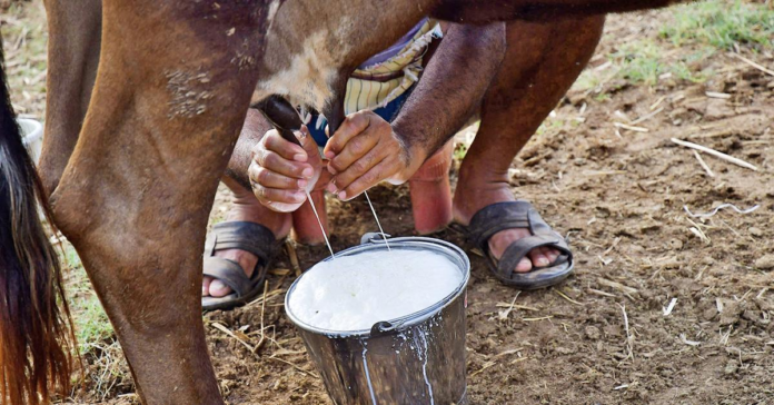 Dairy Sector Protected in India–US Trade Deal, Says Indian Dairy Association