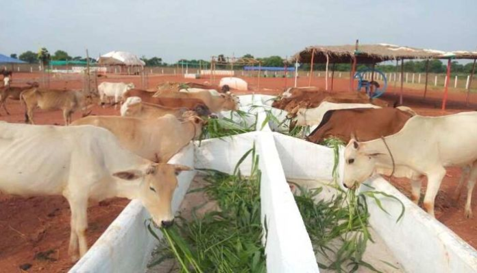 Gou-Palan Yojana
