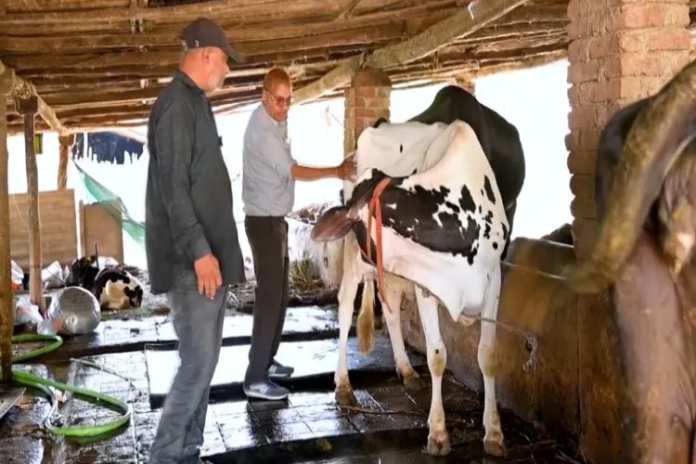 Gujarat AI Technician Achieves Record 80% Conception Rate, Boosting Dairy Productivity