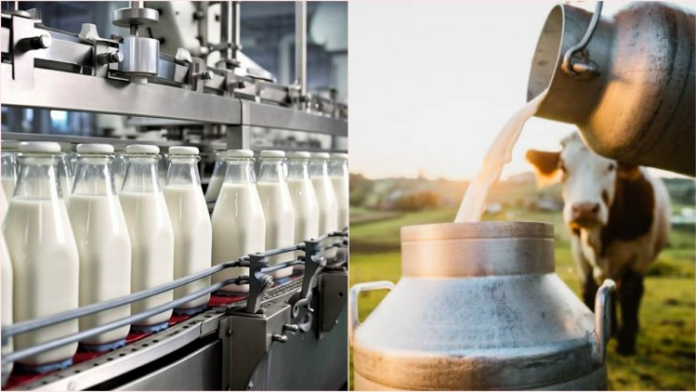 Global Dairy Prices Rise Despite Record Milk Production