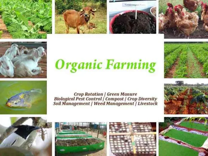 organic-farming