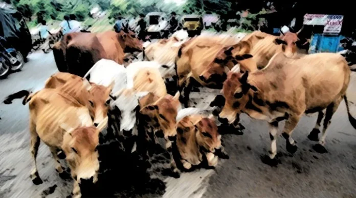 subsidy-on-non-milching-cows